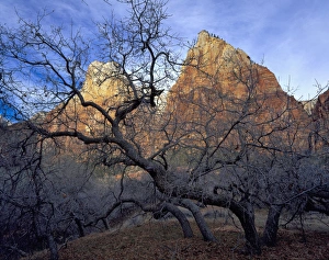 Colorado Plateau Prints: Zion National Park, Utah. USA. Oak trees in winter. Court of the Patriarchs. Zion Canyon