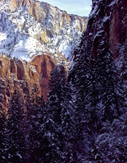Colorado Plateau Prints: Zion National Park, Utah. USA. Snow on cliffs & conifers. Zion Canyon