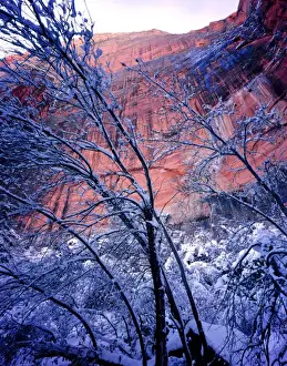 Zion National Park, Utah. USA. Snow on trees below vertical cliffs near Upper Emerald Pools