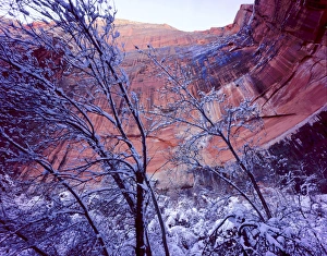 Colorado Plateau Prints: Zion National Park, Utah. USA. Snow on trees below vertical cliffs near Upper Emerald Pools