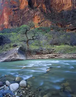 Brook Prints: Zion National Park, Utah. USA. Virgin River & canyon wall in spring. Zion Canyon