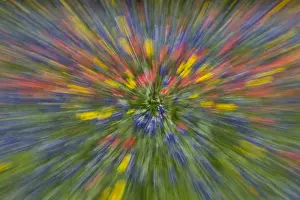 Arnica Prints: Zooming view of field of Texas Wildflowers near Cuero Texas