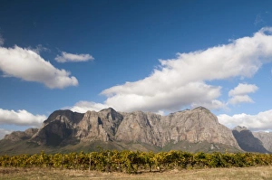 Images Dated 22nd April 2010: Zorgvliet Wine Estate, Stellenbosch, Cape Town, South Africa
